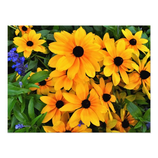 Beauful Yellow Daisy Foto Foto Afdruk (Voorkant)