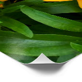 Beauful Yellow Daisy Foto Perfect Poster (Hoek)