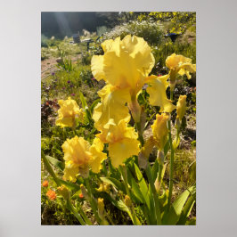 Beauful Yellow Iris Flower Garden Poster