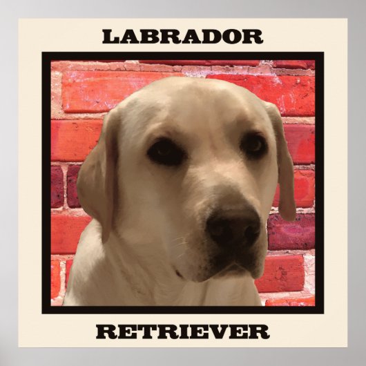 Beauful Yellow Labrador Retriever Dog Poster (Voorkant)