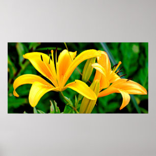 Beauful Yellow Lily Poster