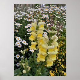 Beauful Yellow Snapdragon Flower Garden Poster