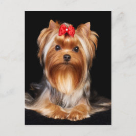 Beauful Yorkshire Terrier Briefkaart