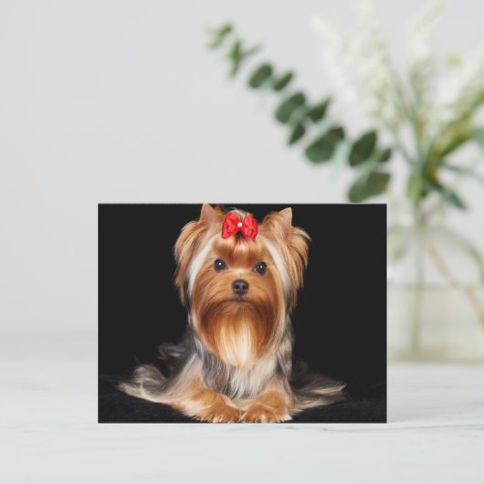 Beauful Yorkshire Terrier Briefkaart (Staand voorkant)