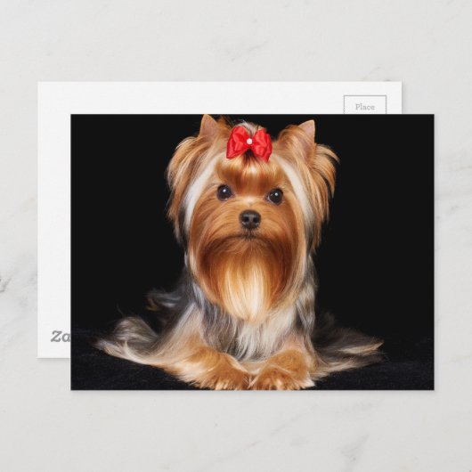 Beauful Yorkshire Terrier Briefkaart (Voorkant / Achterkant)