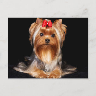 Beauful Yorkshire Terrier Briefkaart