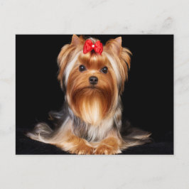 Beauful Yorkshire Terrier Briefkaart