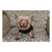 Beauful Yorkshire Terrier Foto Afdruk (Voorkant)