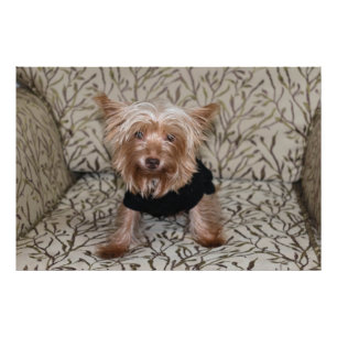 Beauful Yorkshire Terrier Foto Afdruk
