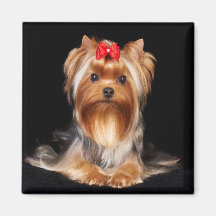 Beauful Yorkshire Terrier