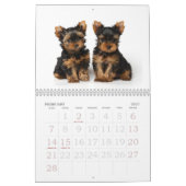 Beauful Yorkshire Terriers Kalender (Feb 2027)