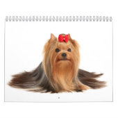 Beauful Yorkshire Terriers Kalender (Hoes)