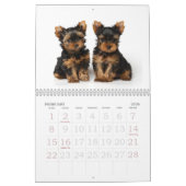 Beauful Yorkshire Terriers Kalender (Feb 2026)