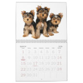 Beauful Yorkshire Terriers Kalender (Mar 2026)
