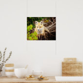 Beauful Young Fox Kit Poster (Keuken)