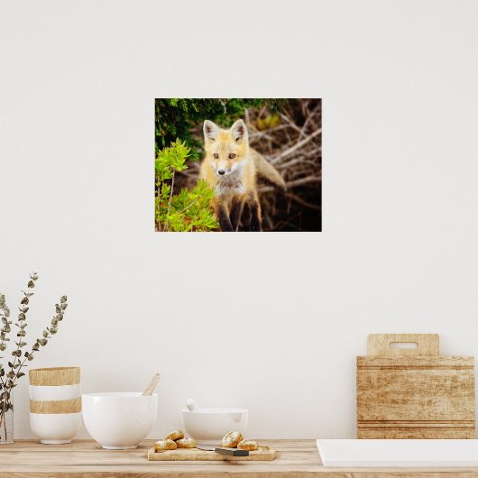 Beauful Young Fox Kit Poster (Keuken)