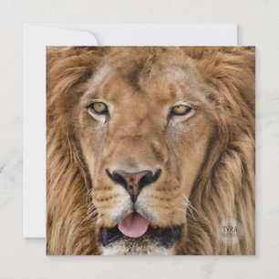 Beauful Zoo Safari Lion Fotografie