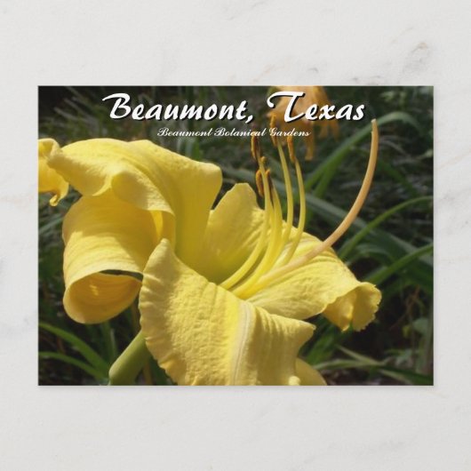 Beaumont, Texas Botanical Garden Day Lily Travel Briefkaart (Voorkant)
