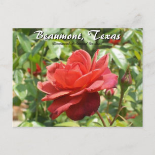 Beaumont, Texas Botanical Garden Rozen Reizen Briefkaart