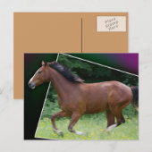Beauteous Briefkaart van het Paard (Voorkant / Achterkant)