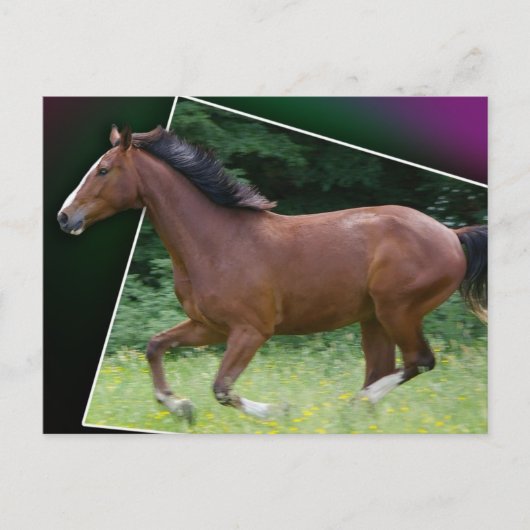 Beauteous Briefkaart van het Paard (Voorkant)
