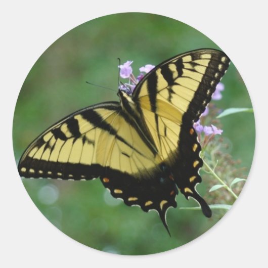 Beauti-vliegen Ronde Sticker (Voorkant)