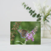 BEAUTIFUELE BUTTERFLES BRIEFKAART (Staand voorkant)
