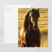 BEAUTIFUELE FRIESISCHE HORSE STALLION BRIEFKAART (Voorkant / Achterkant)