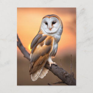 Beautiful Barn Owl Briefkaart