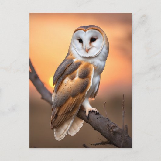 Beautiful Barn Owl Briefkaart (Voorkant)