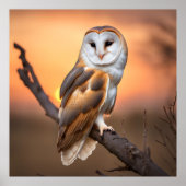 Beautiful Barn Owl Poster (Voorkant)