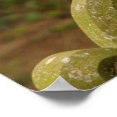 Beautiful Barn Owl Poster/Print Poster (Hoek)