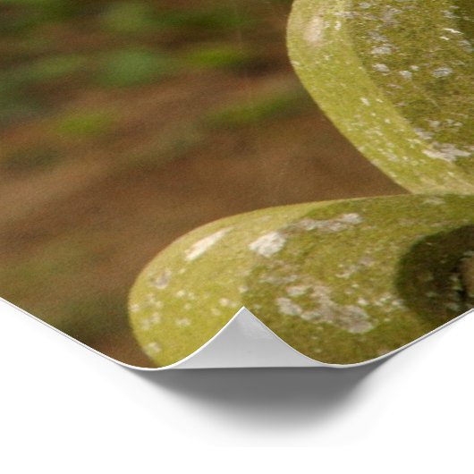 Beautiful Barn Owl Poster/Print Poster (Hoek)