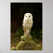 Beautiful Barn Owl Poster/Print Poster (Voorkant)