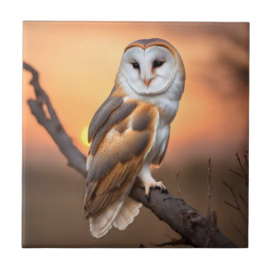 Beautiful Barn Owl Tegeltje