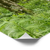 Beautiful belgian forest and river, travel perfect poster (Hoek)