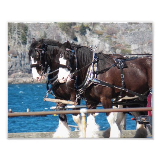 Beautiful Belgian Harness Working Horses Foto Afdruk (Voorkant)