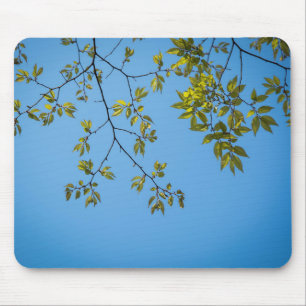 beautiful branch with green and yellow leaves hug muismat