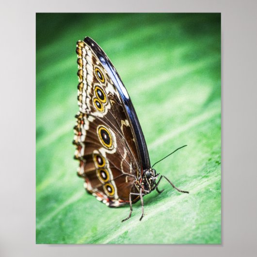 Beautiful Butterfly Insects Archival Fine Art Poster (Voorkant)