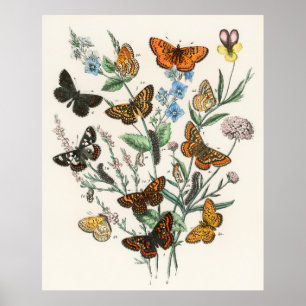 Beautiful butterfly poster - Vintage art