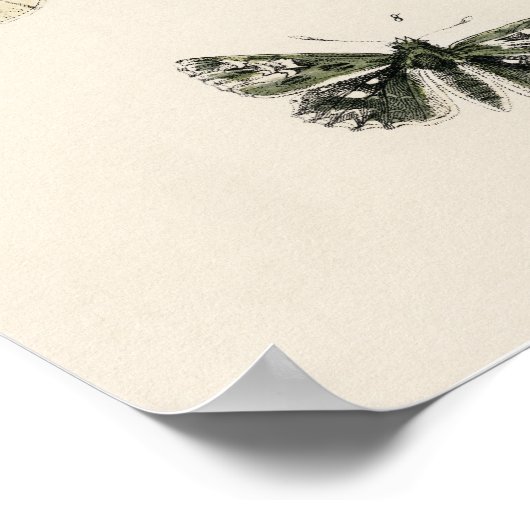 Beautiful Butterly Nature Print Poster (Hoek)