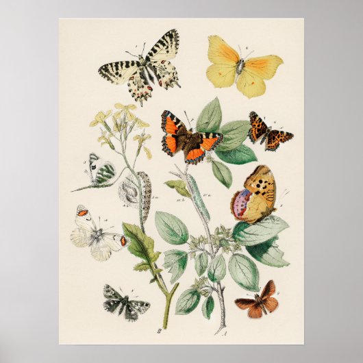 Beautiful Butterly Nature Print Poster (Voorkant)