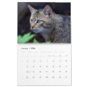 Beautiful Cats For All Who Love Them 2023 Calendar Kalender (Jan 2026)