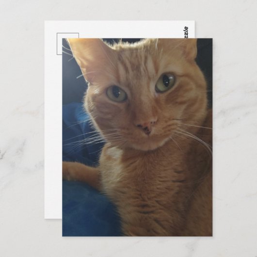 Beautiful Cute Ginger Tabby Cat Briefkaart (Voorkant / Achterkant)