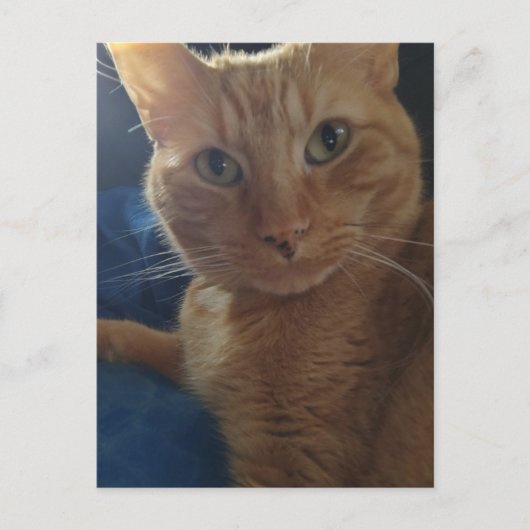 Beautiful Cute Ginger Tabby Cat Briefkaart (Voorkant)