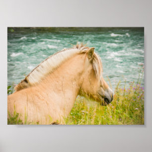 Beautiful Fjord Horse 7" x 5"  Archival Poster