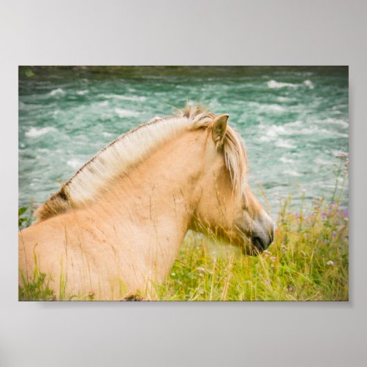 Beautiful Fjord Horse 7" x 5"  Archival Poster (Voorkant)
