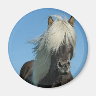 BEAUTIFUL FJORD PONY HORSE STALLION MAGNEET