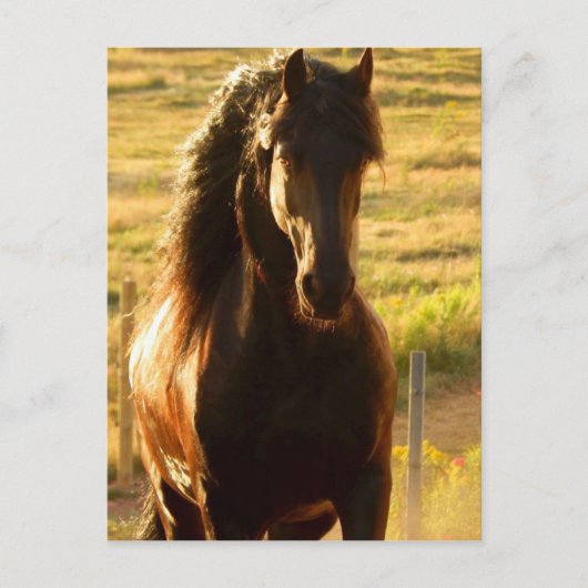 BEAUTIFUL FRIESIAN HORSE STALLION POSTCARD BRIEFKAART (Voorkant)