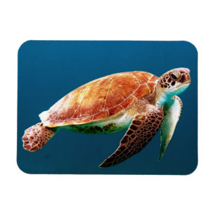 Beautiful Green Sea Turtle Magneet